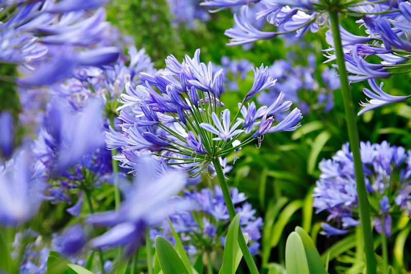 16 Drought Hardy Plants - Low-Maintenance Garden alt